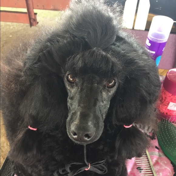 Meet your Posher, Kay - Picture 1 of 1